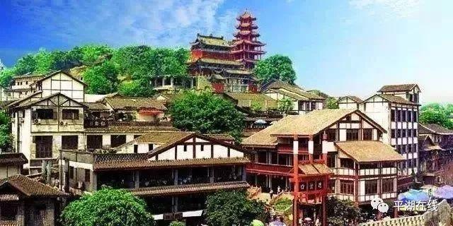 黑颈鹤在阳光下觅食神态悠闲惹人关注
